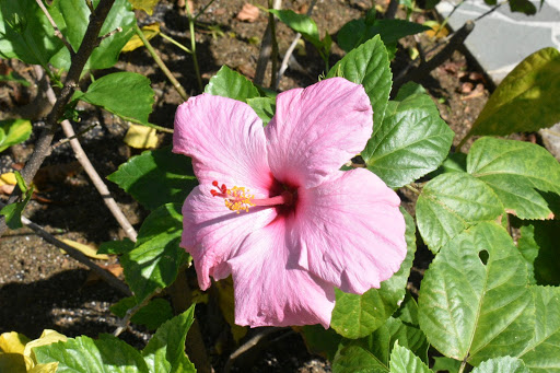 Sandals Regency La Toc in Saint Lucia 